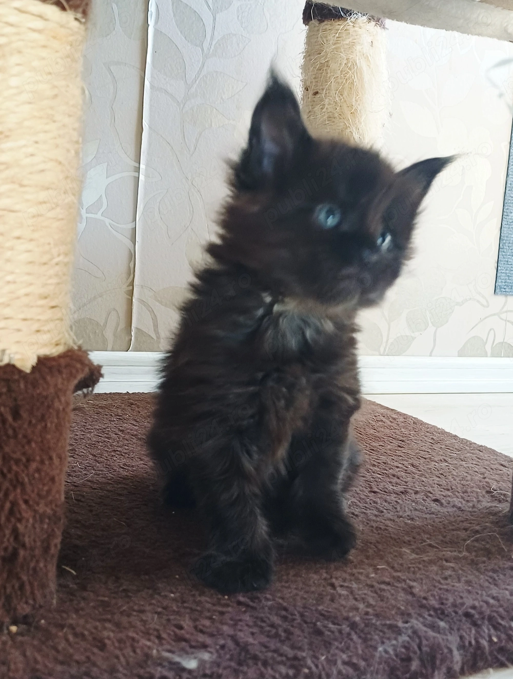 Maine Coon Mascul