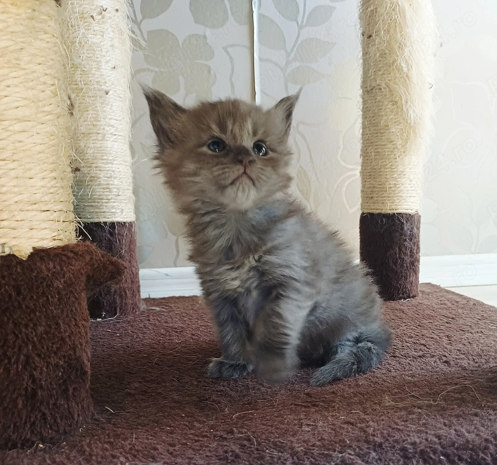Maine Coon, femela si mascul