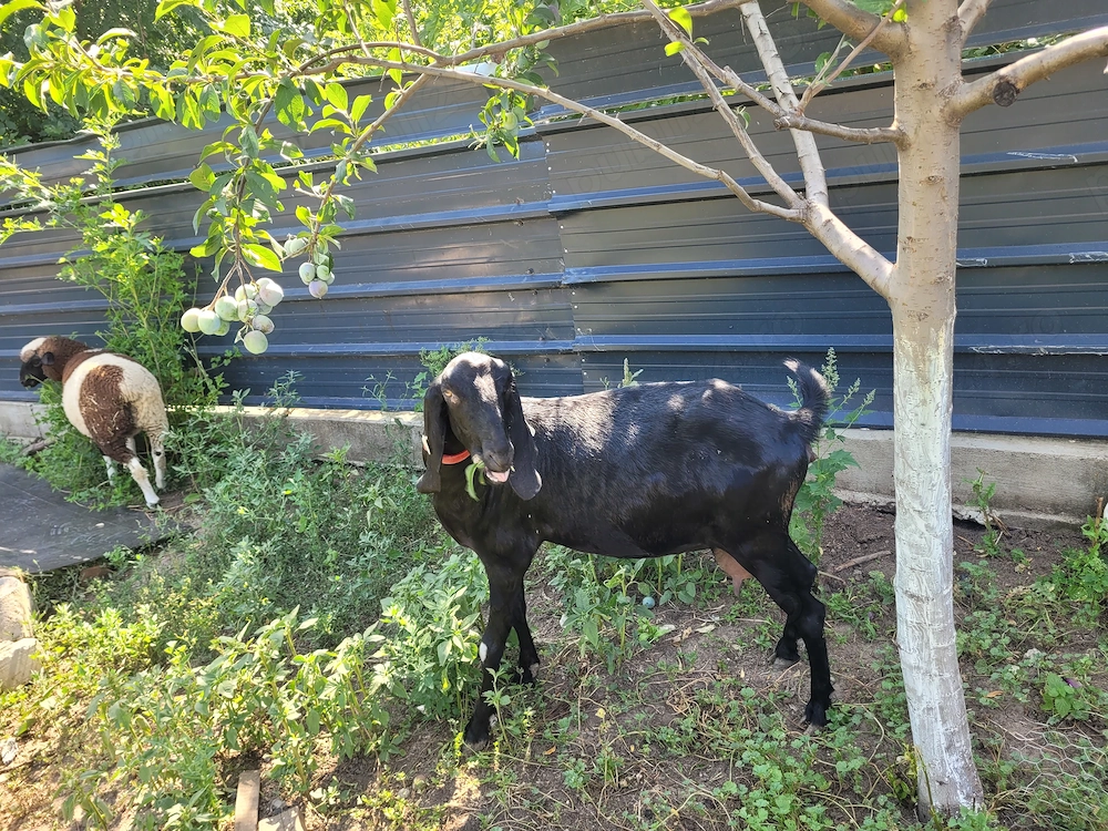 Capra rasa Anglonubiana