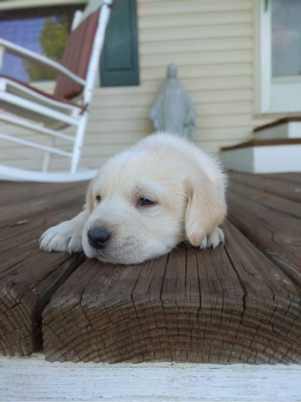 Labrador activ 