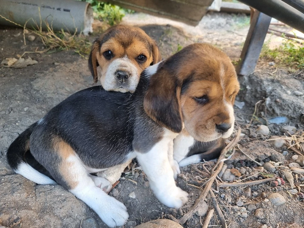 Caini rasa Beagle