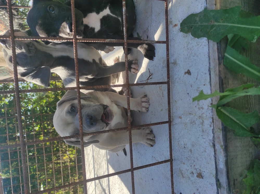 American Bully poket mascul 