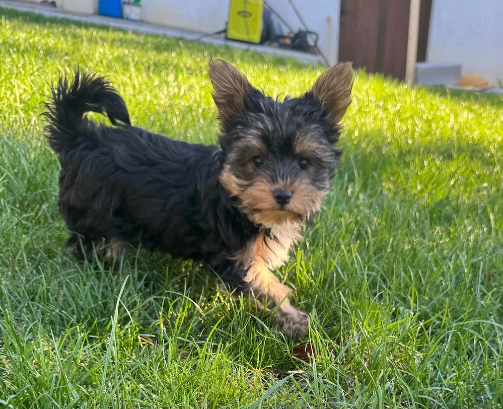 Pui Yorkshire Terrier baietel