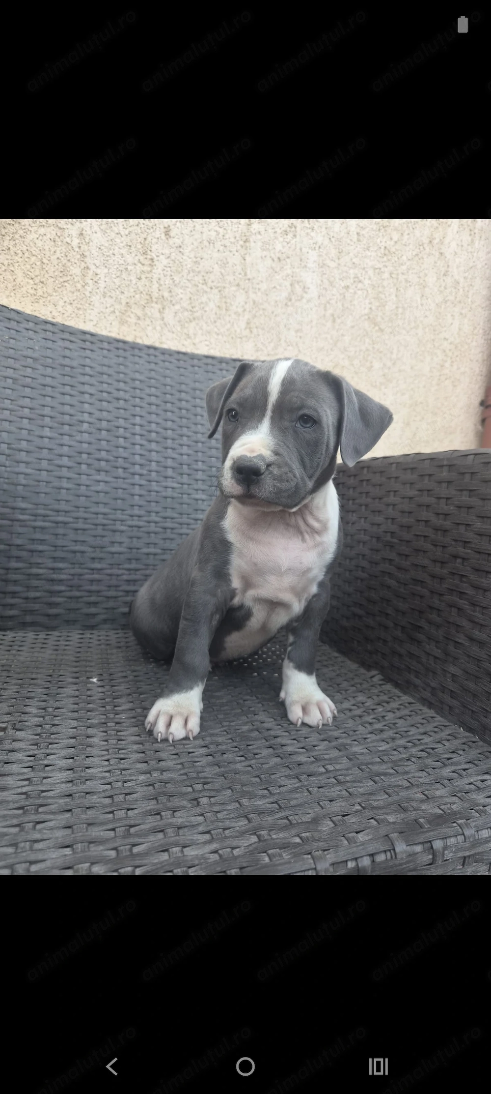Căței Amstaff Blues rasa pura