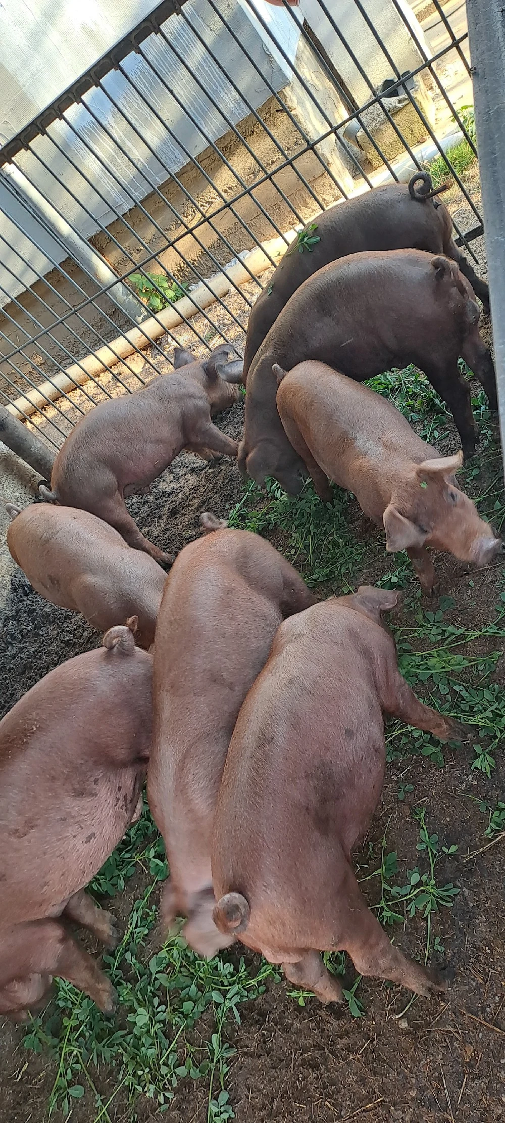 Vînd șuldei duroc