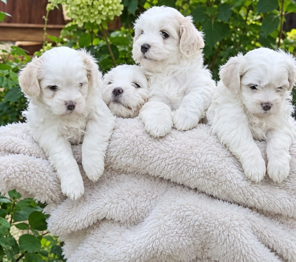 Bichon maltez