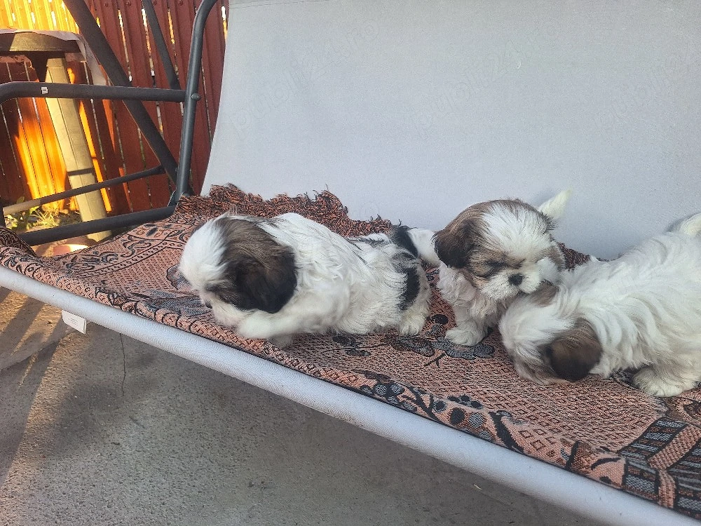 catei rasa shih tzu
