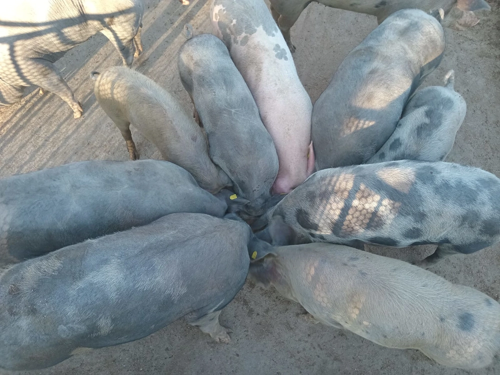 Vând porci între 50 și 300 de kg