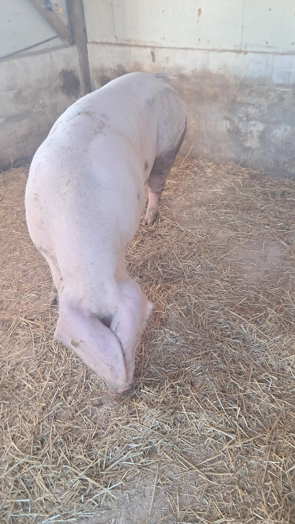 scroafa landrace