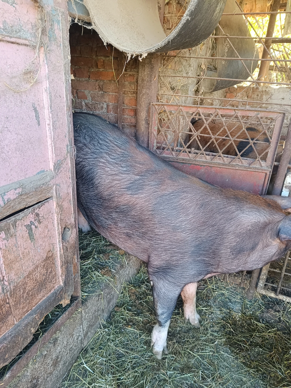 Porci bio crescuți că pe vremuri...