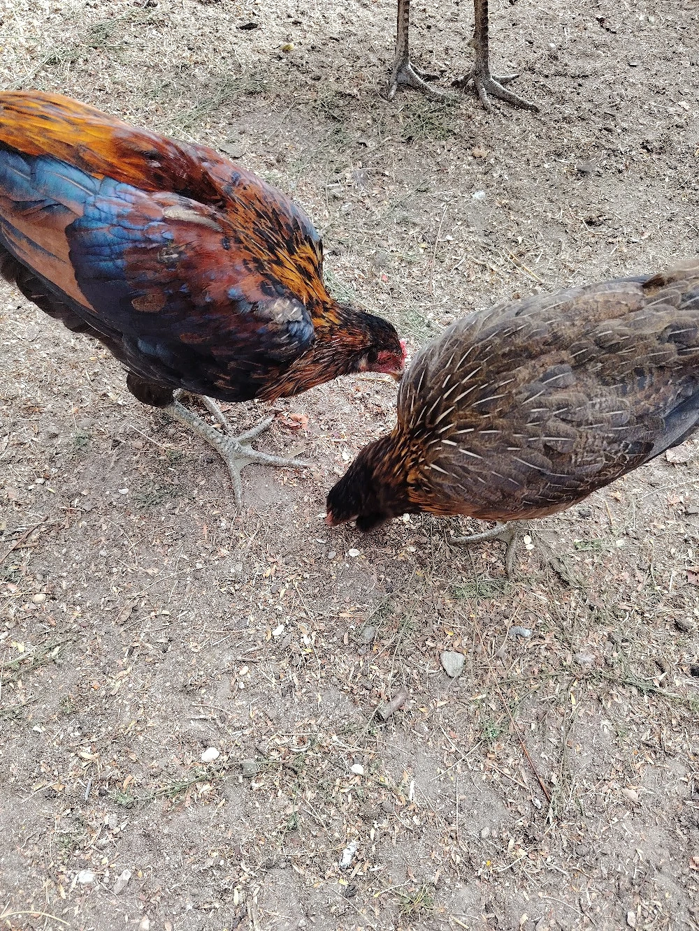 Vând  pui Araucana