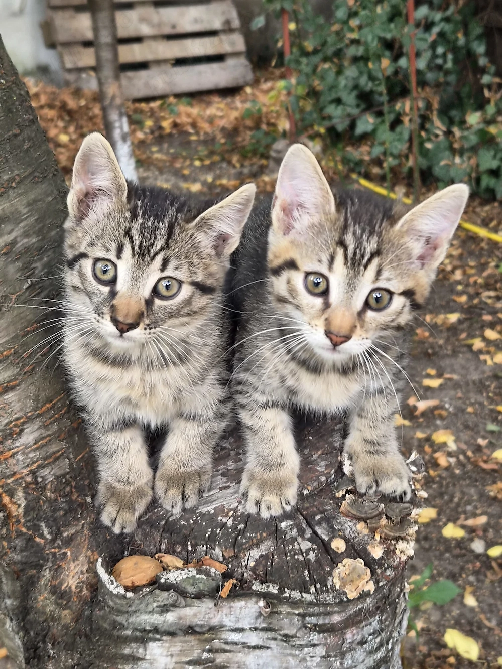 Pisic pentru adoptie
