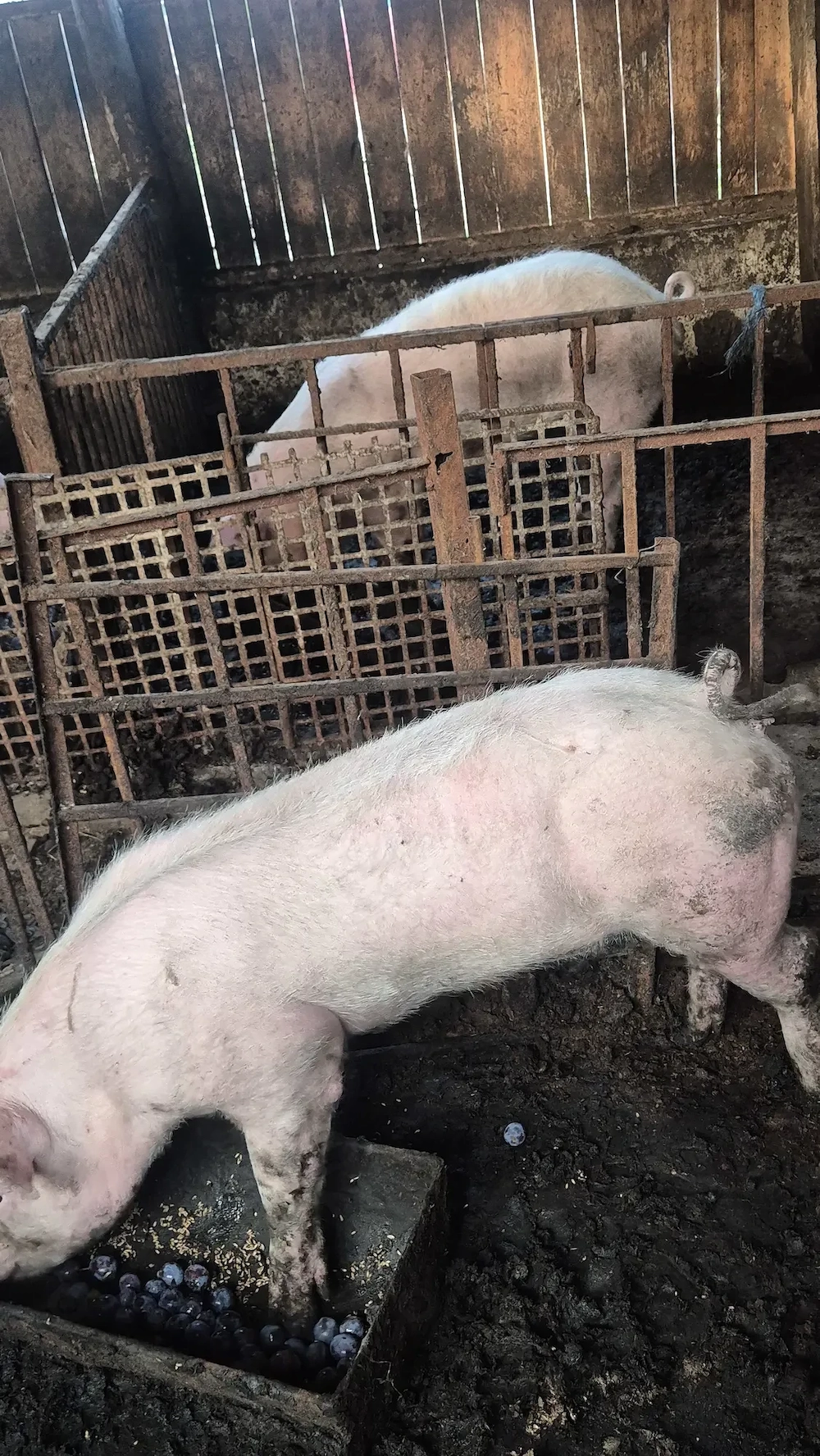 vând porci cu diferite greutăți 