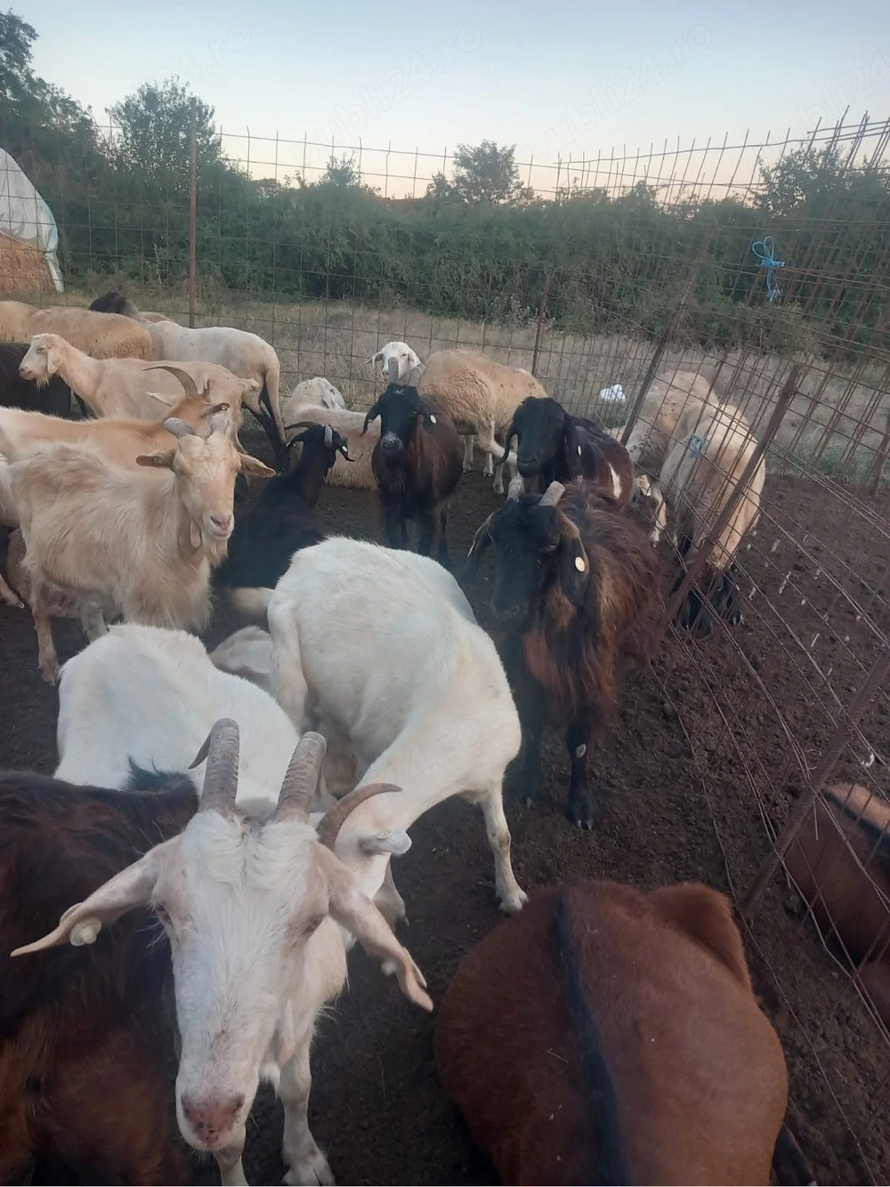 capre de vanzare calitate superioară