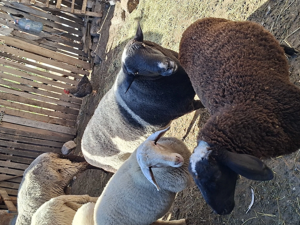 Berbec metis dorper texel 