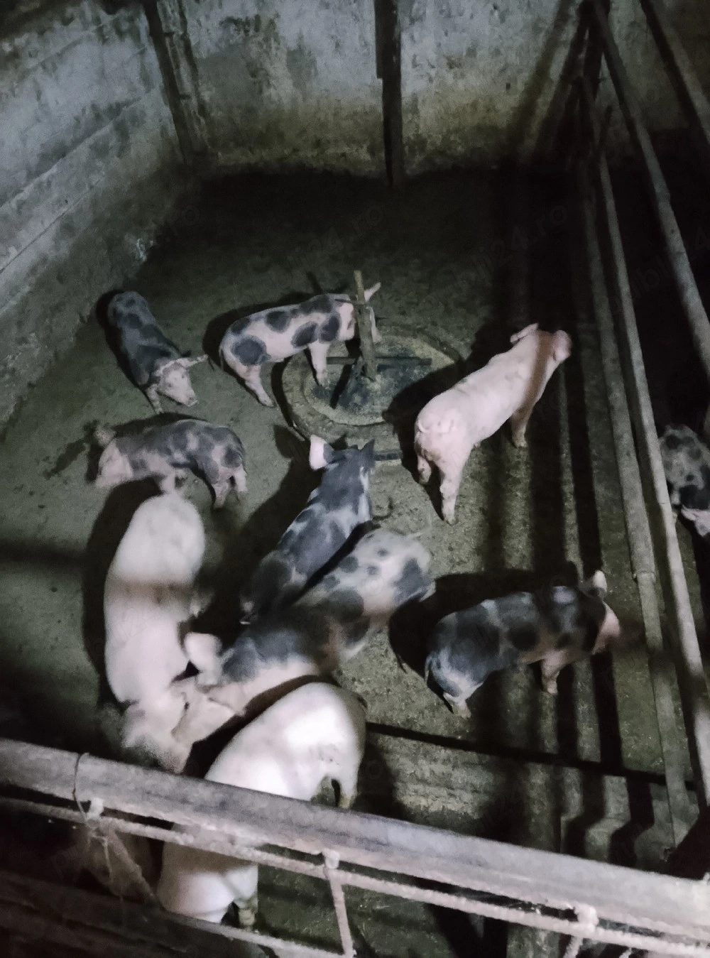 de vinzare purcei intarcati de 5 saptamini 