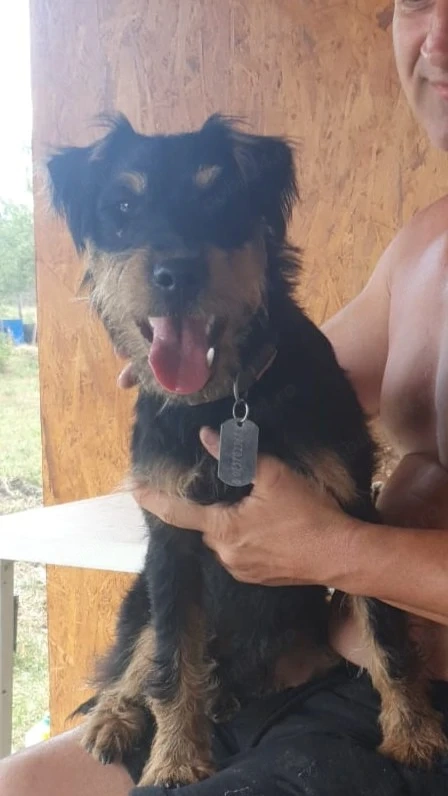 jagdterrier de vanzare