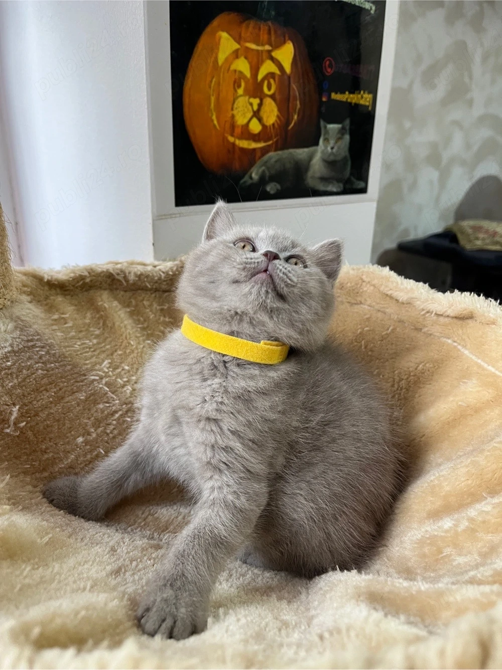british shorthair lilac