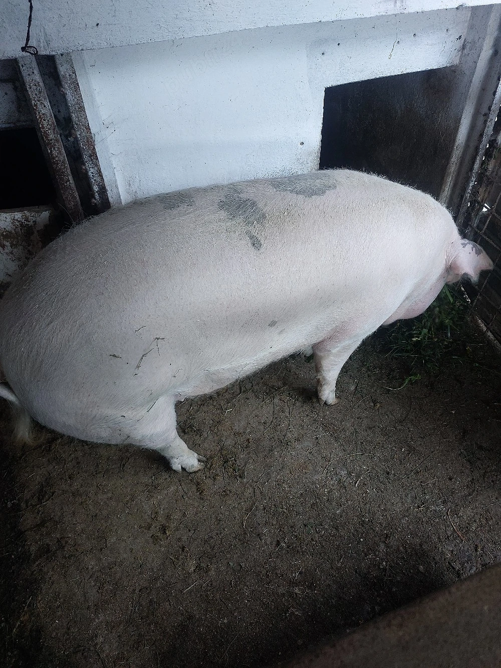 vand porc de tara
