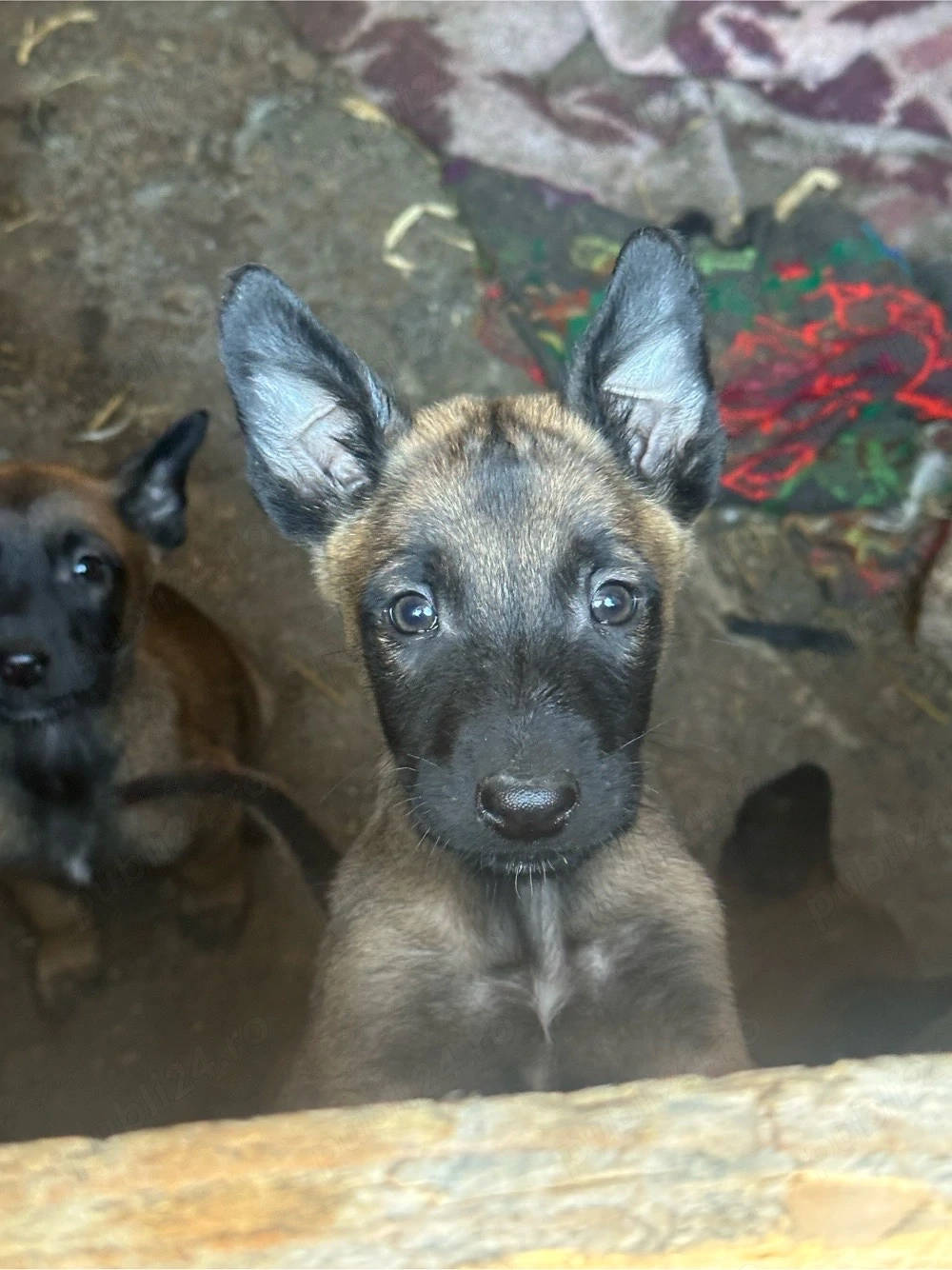 vand catei malinois  ciobanesc 