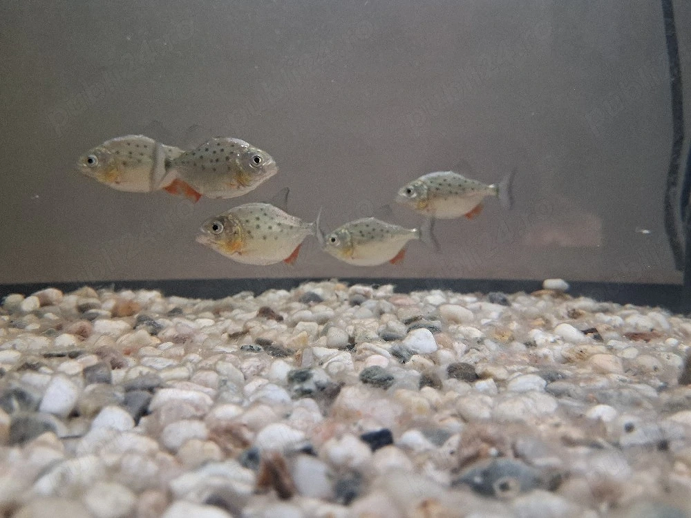 pesti piranha pui 