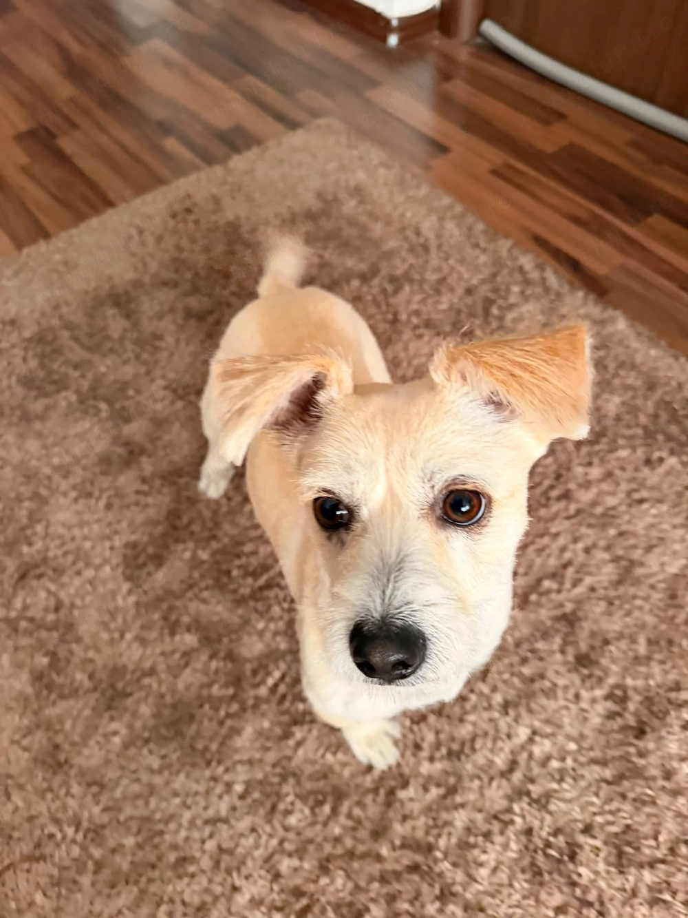 Adoptie caine 
