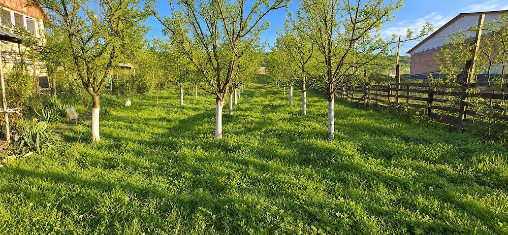 TEREN INTRAVILAN DE VANZARE IN GHINDA – 1.328 MP | DOUA PARCELE | 45.000 EURO