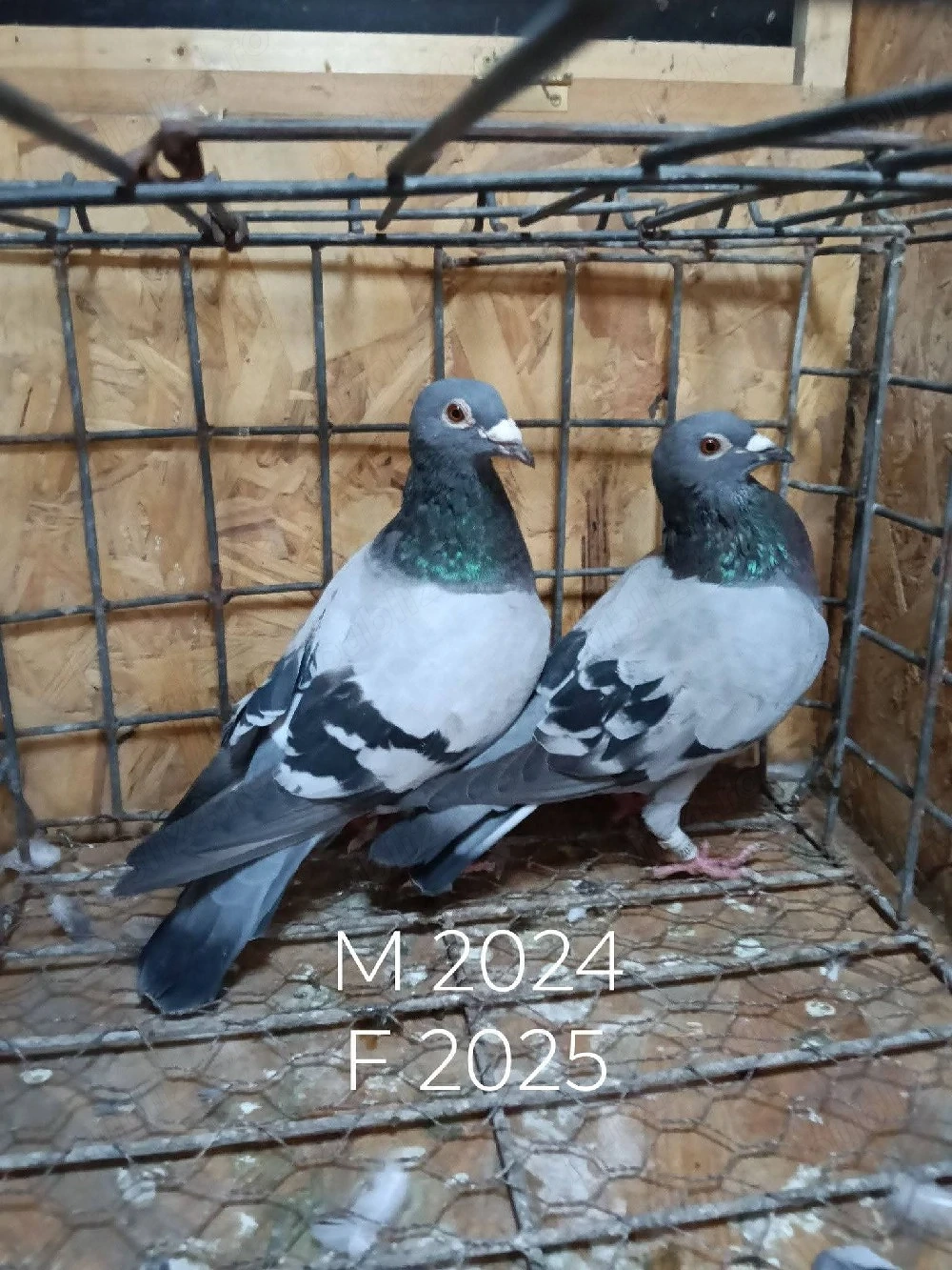 Porumbei voiajori 