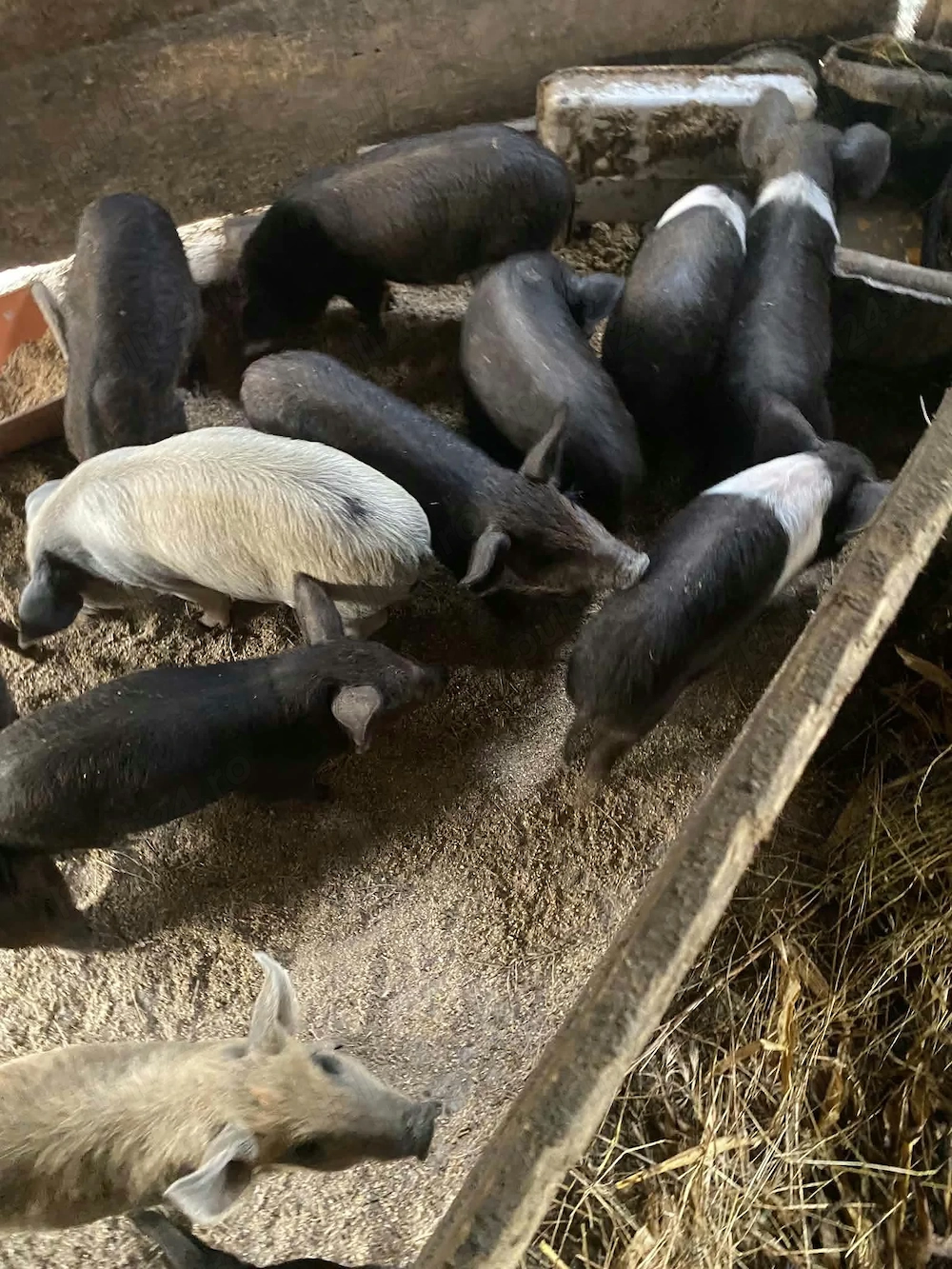 Vând purcei 6 săptămâni 