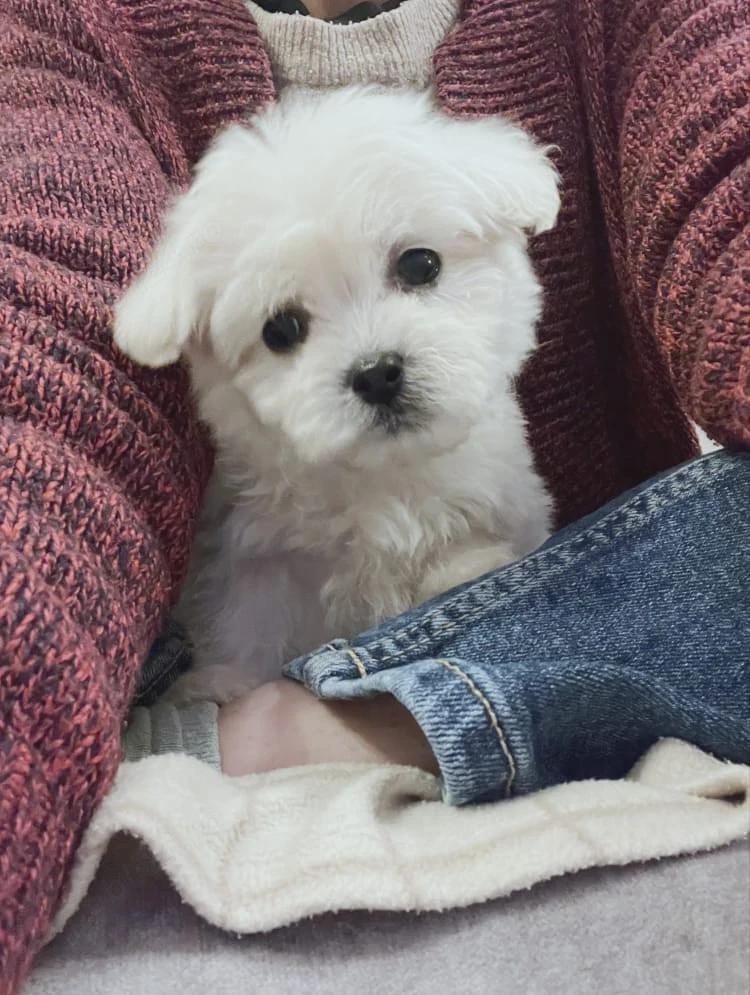 Bichon maltez mini toy