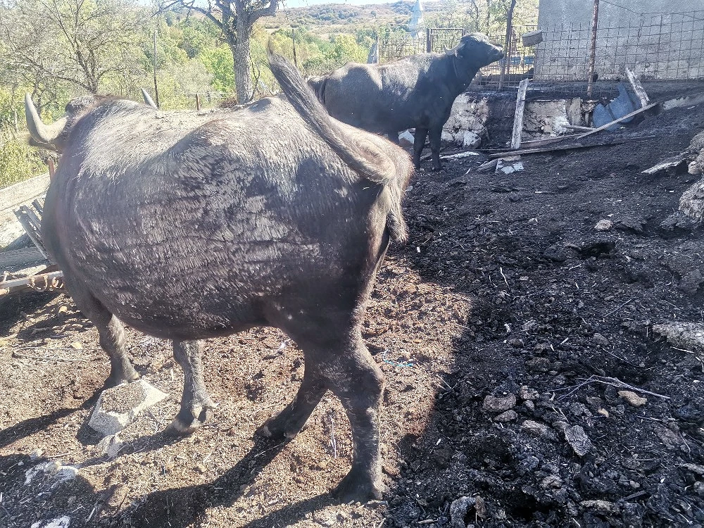 Vând Bivolita gestanta în 5 luni 