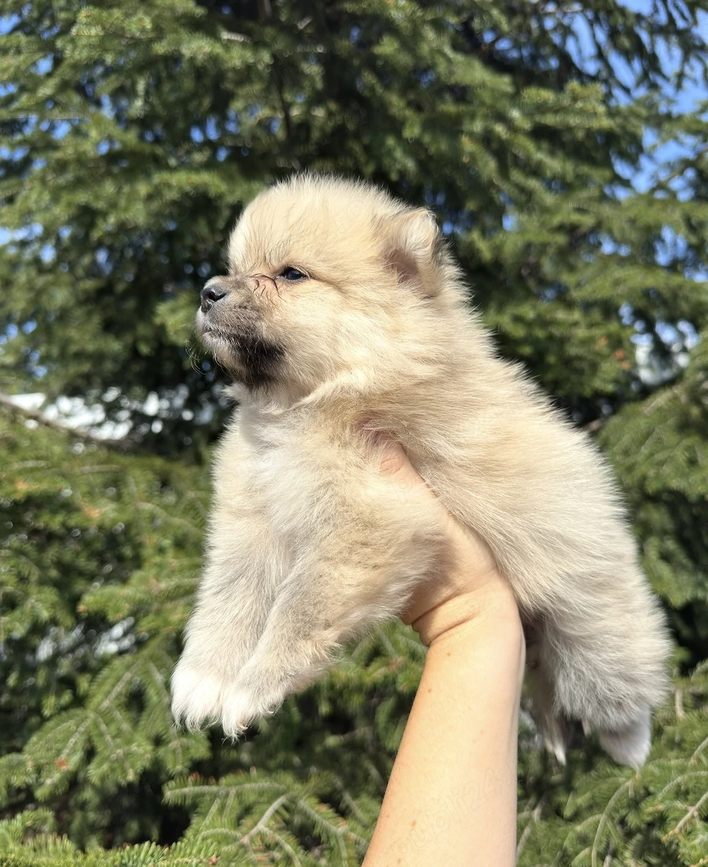 Pui Pomeranian spitz 