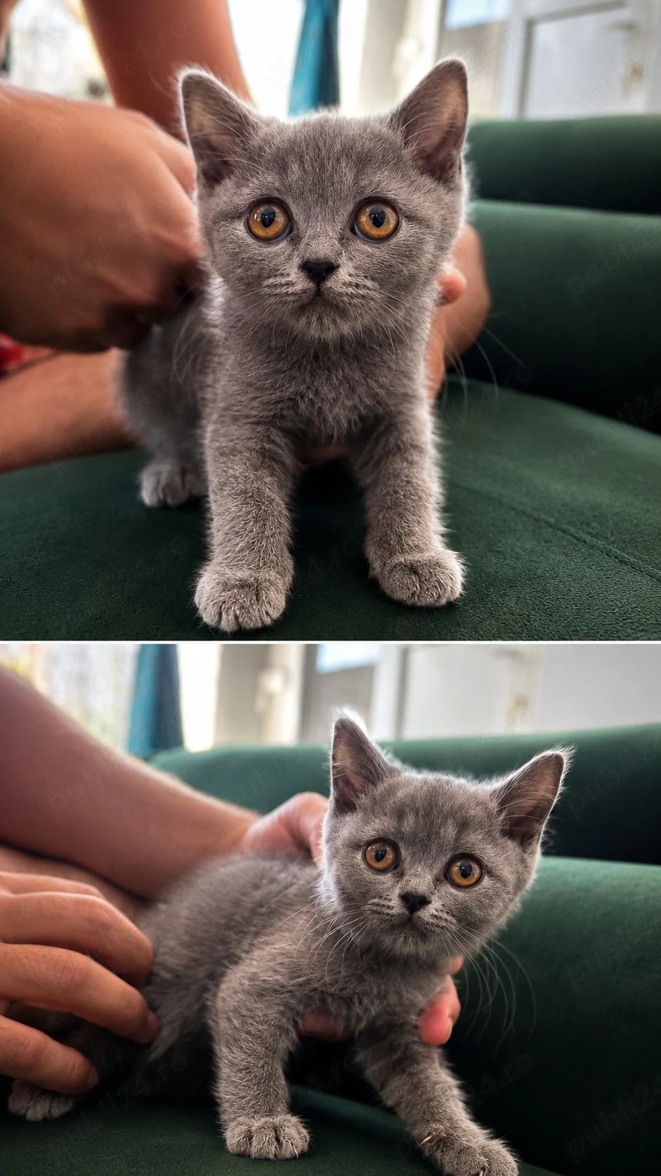 british shorthair blue 