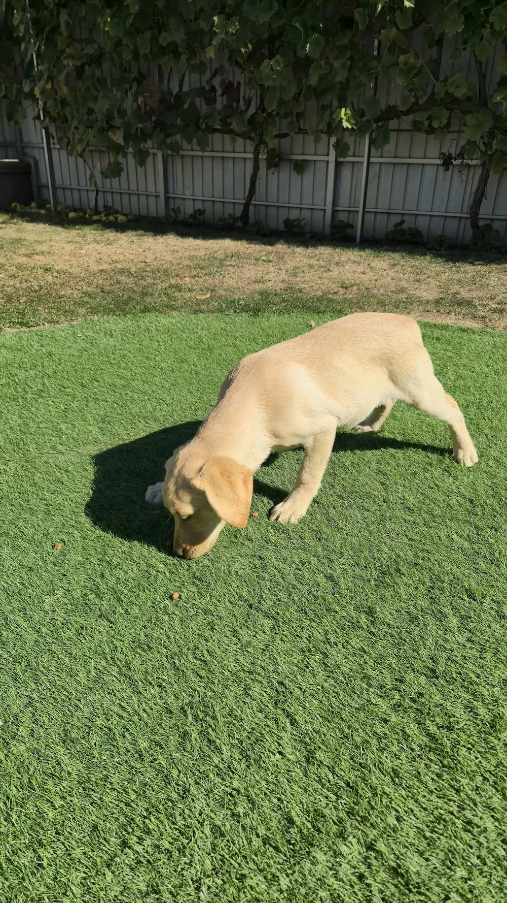 Catelusa labrador