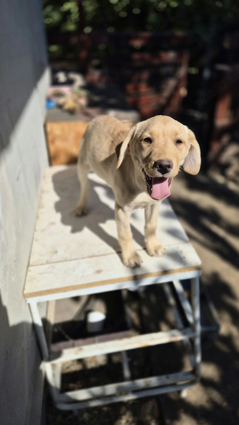 Cățelușa Labrador 