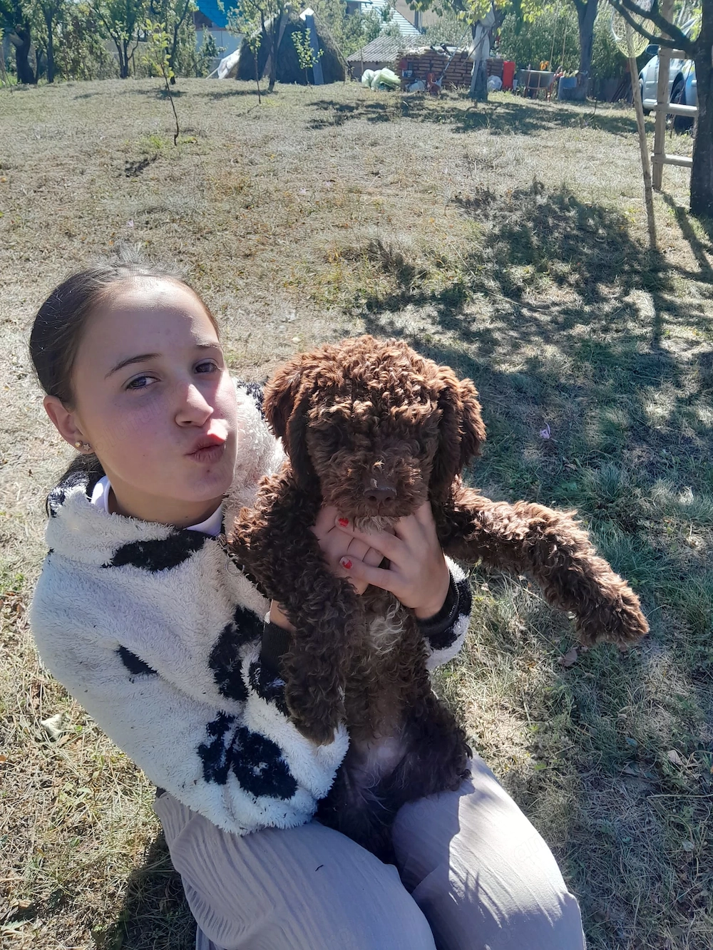 Cățel lagotto patru luni femelă 