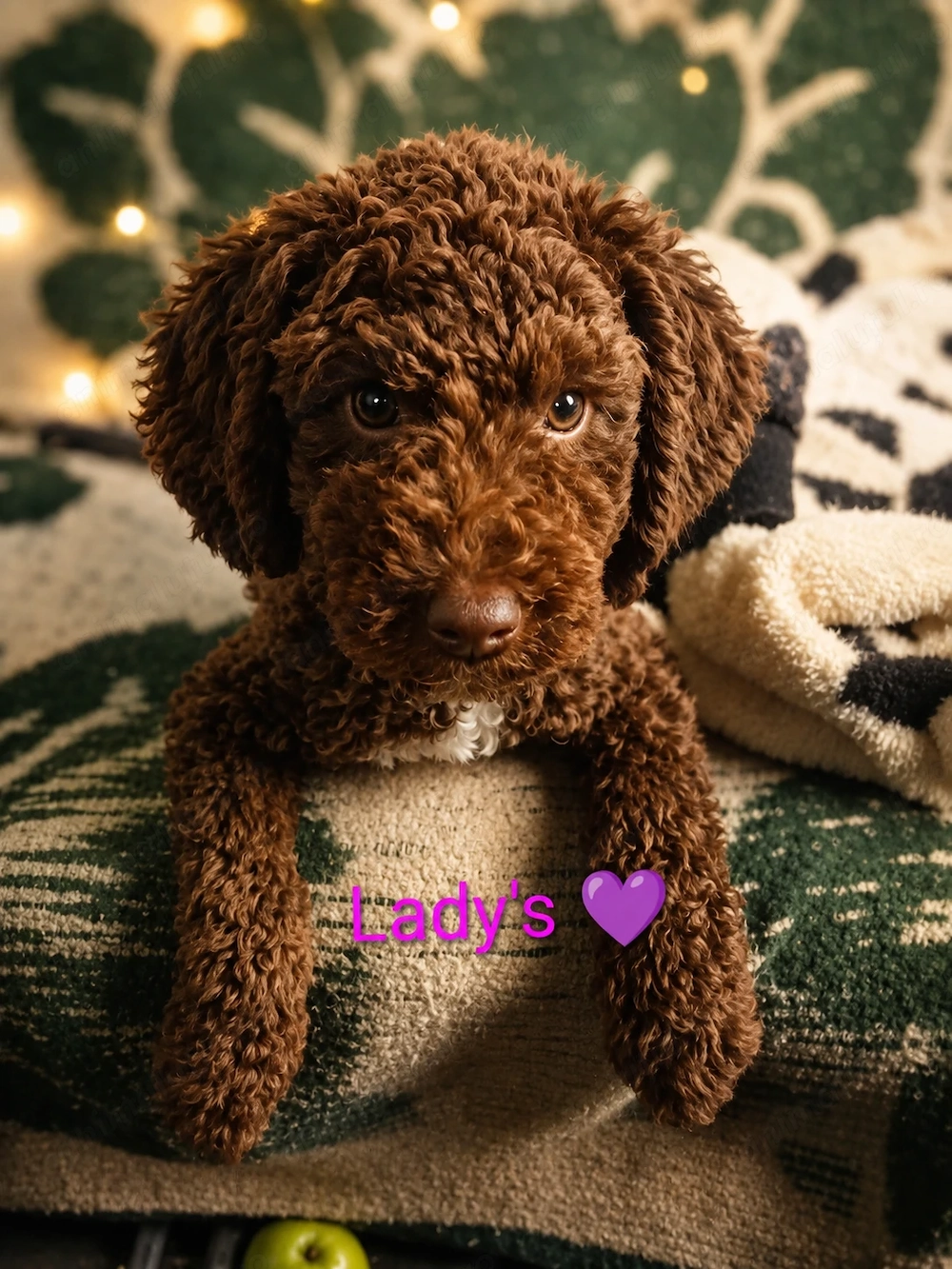 Cățelușă lagotto patru luni femelă   