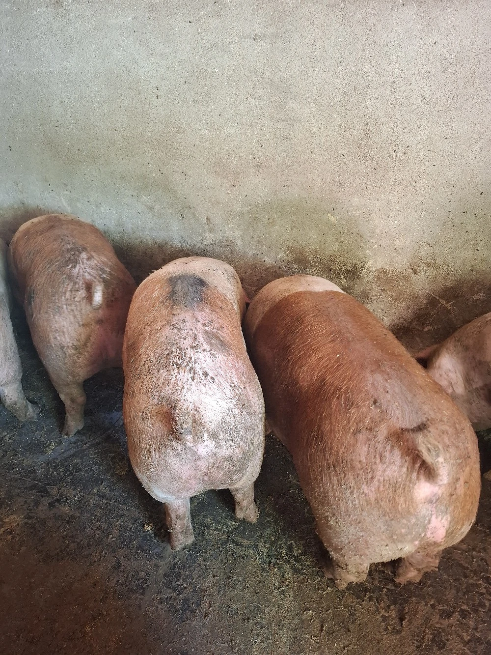 Vând porci crescuți la curte 150kg-180kg