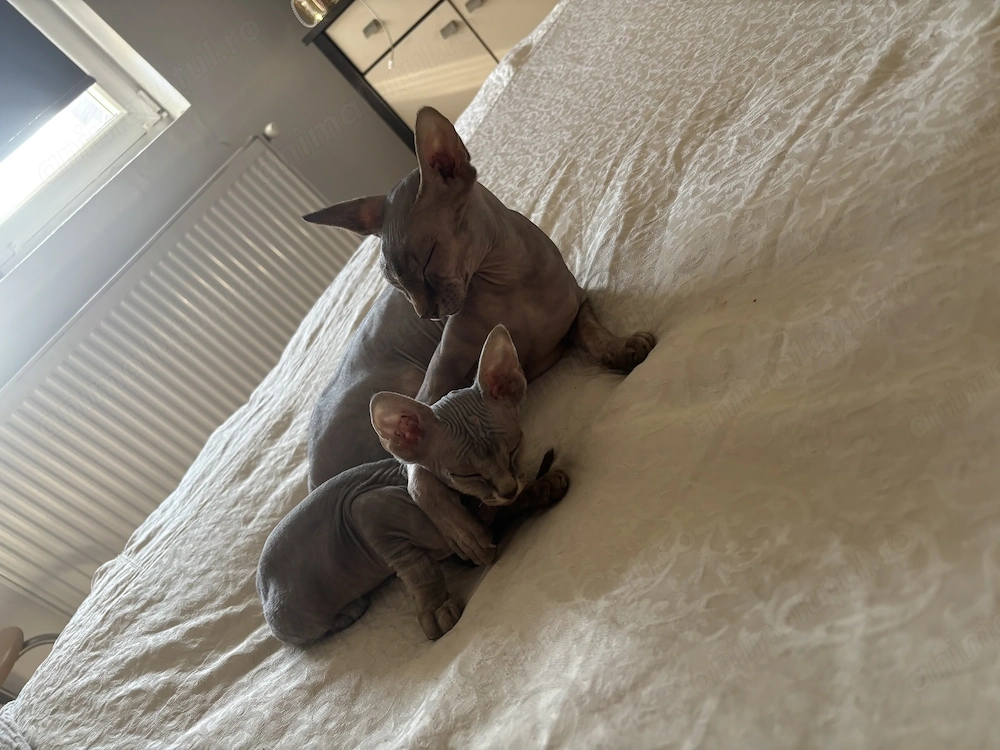 Pisicuța sphinx drăgălașă 