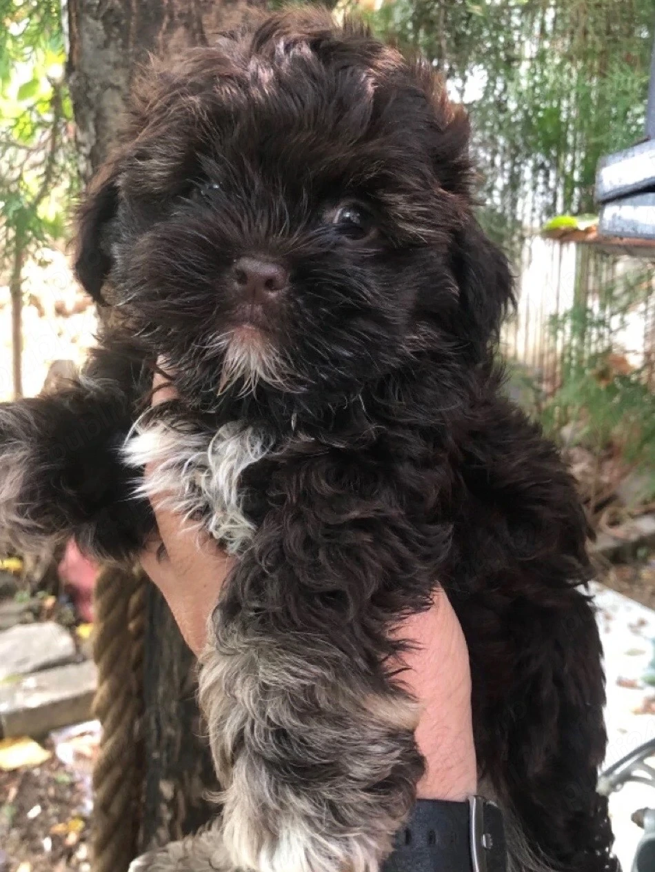 maltipoo ciocolatiu baietel 