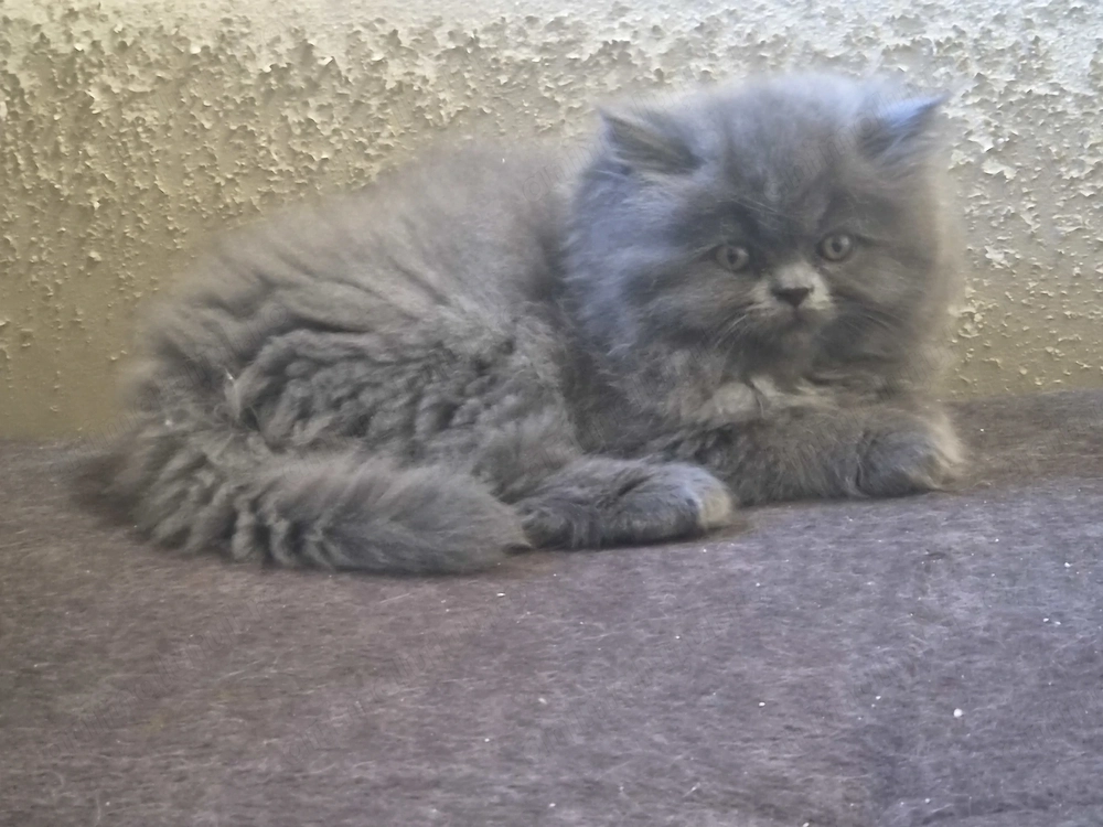 Pisici persane rasa pura