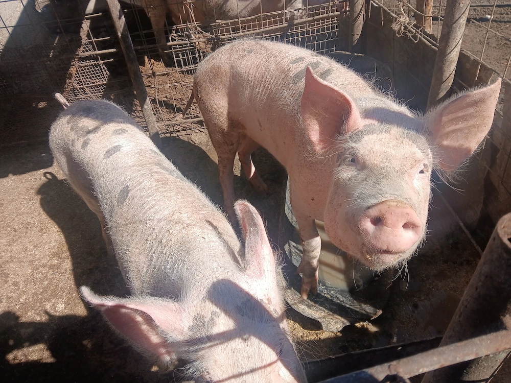Porc (scroafă) de vânzare