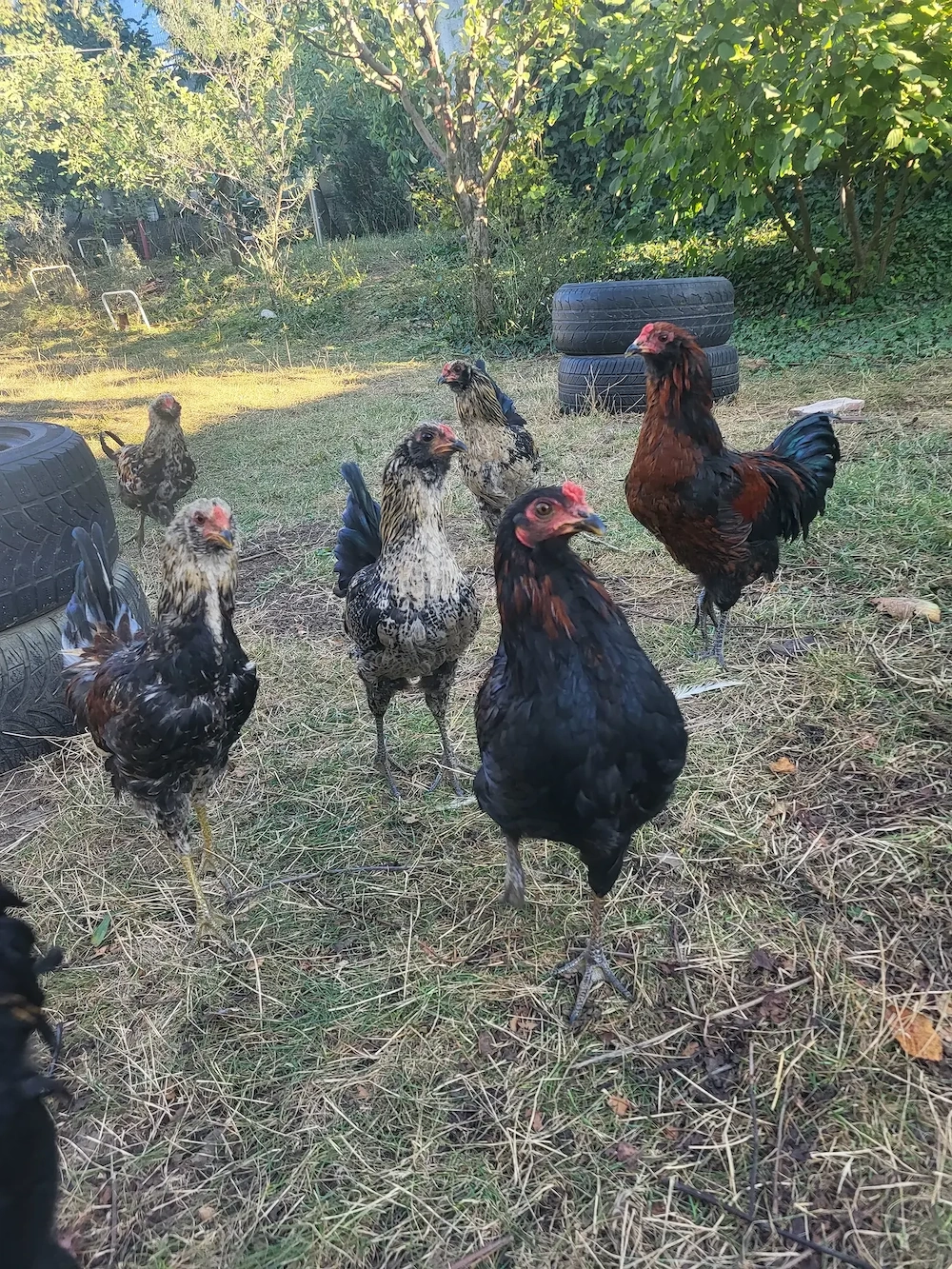 Ameraucana   Easter Eggers cocosi vanzare