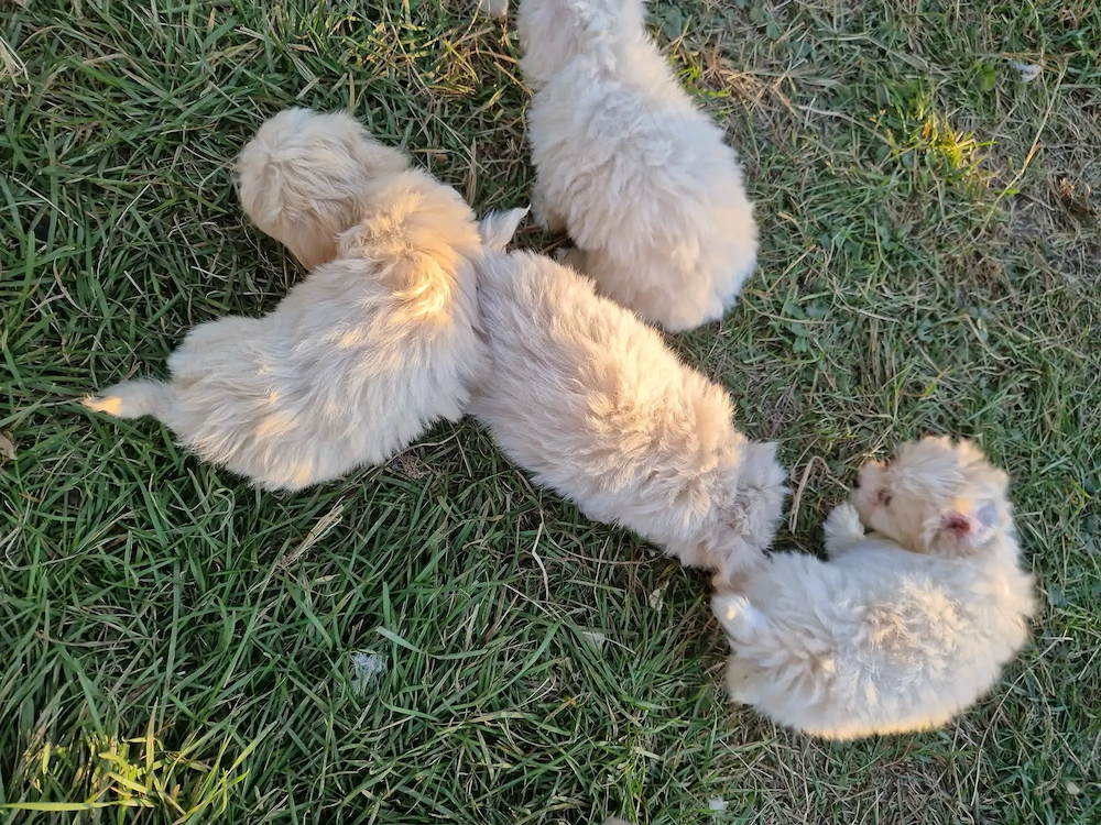 Bichon maltez deparazitați 
