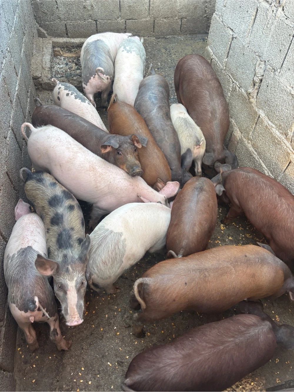 Grăsuni de vânzare