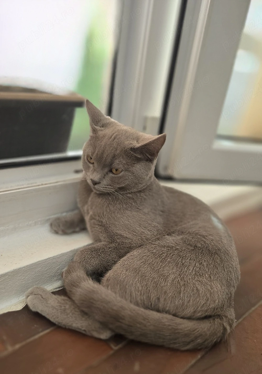 Pisică bristish shorthaire 