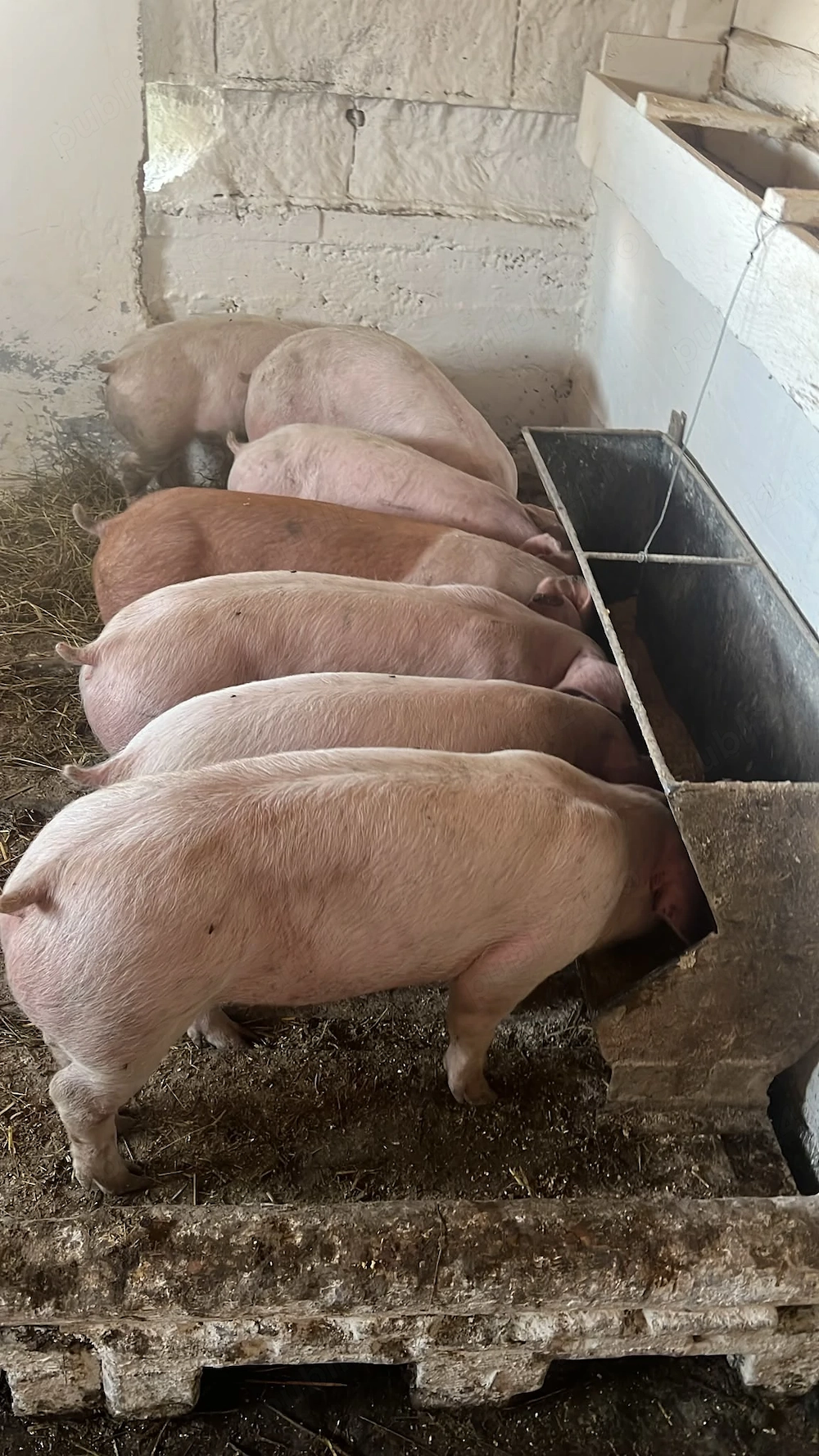 Vând purcei rasă de carne sau rasă mixtă
