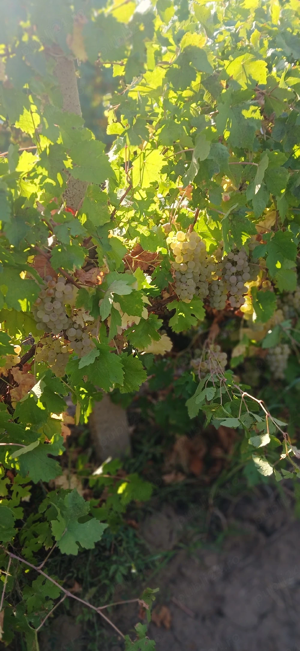 vând struguri de vin feteasca regala 