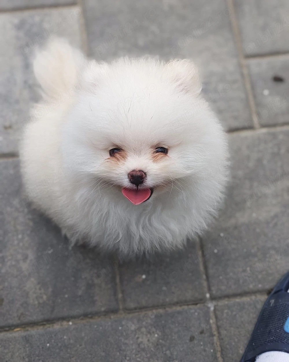 Femela Pomeranian 