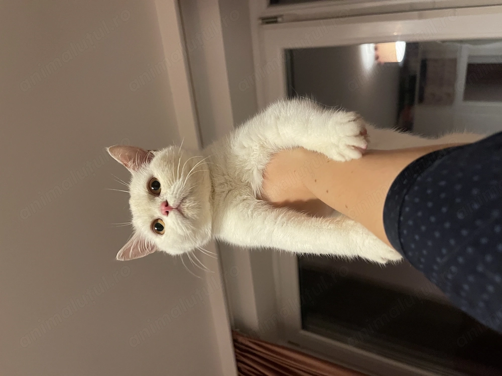 Motan British Shorthair
